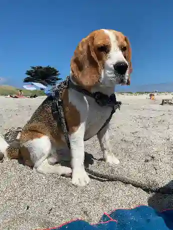 Chien Trouvé 49 Maine-et-Loire Beaupréau-en-Mauges - Snouk