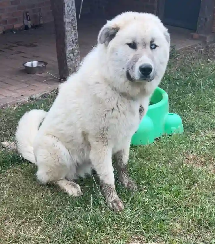 Chien Trouvé 49 Maine-et-Loire - Yuki