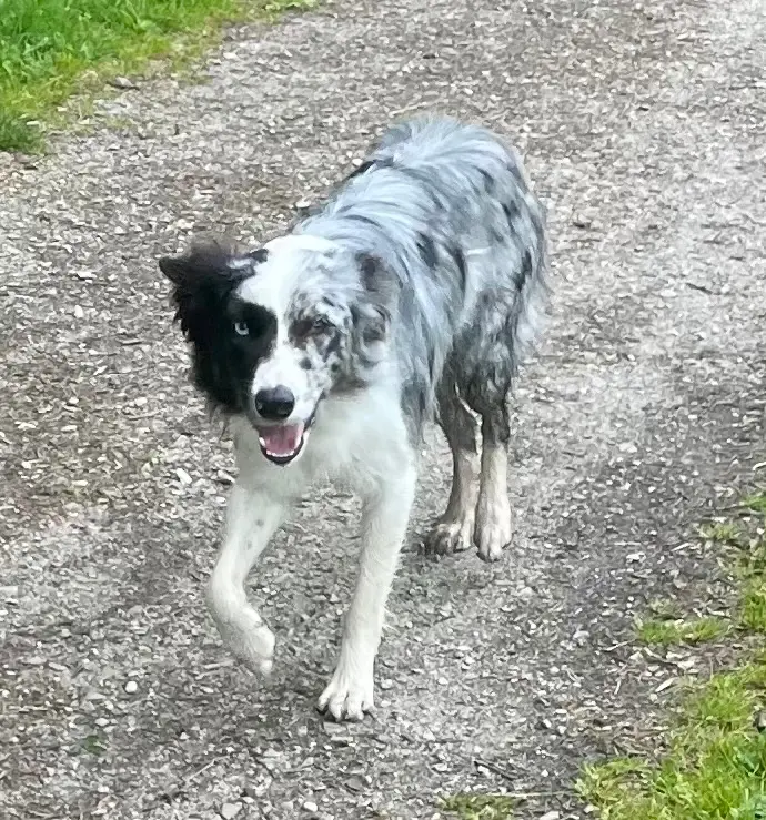 Chien Trouvé 56 Morbihan