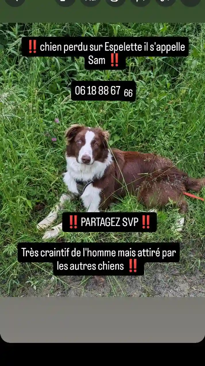 Chien Trouvé 64 Pyrénées-Atlantiques - Sam