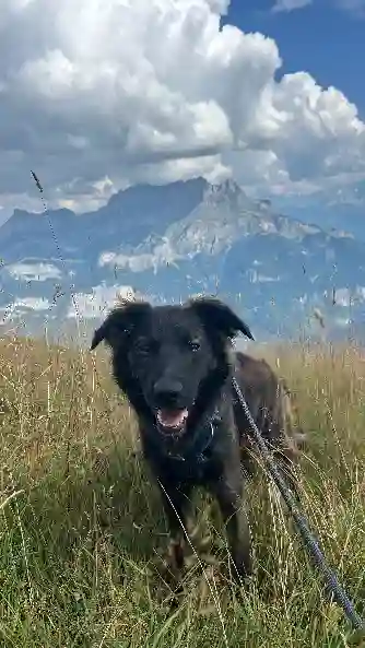 Chien Trouvé 65 Hautes-Pyrénées - Ace