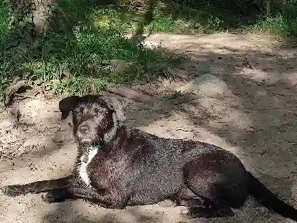 Chien Trouvé 66 Pyrénées-Orientales - Sparte