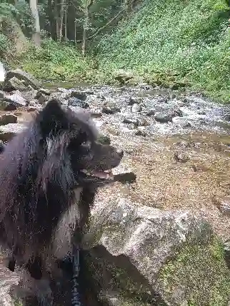 Chien Trouvé 68 Haut-Rhin - Roby