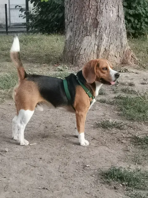 chien reunited   69770 Villechenève Sammy