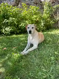 Chien Trouvé 72 Sarthe - Iron