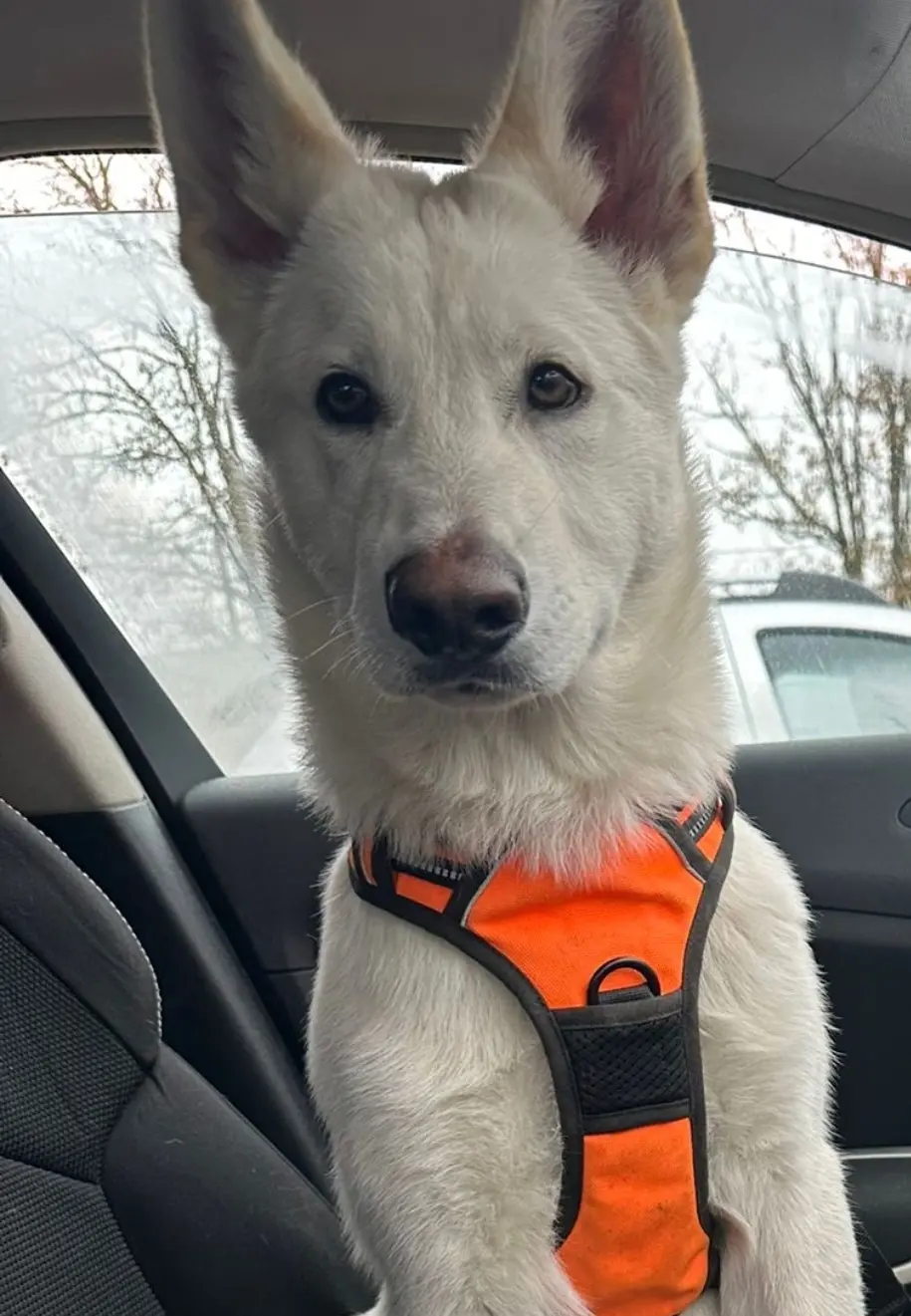 Chien Trouvé 77 Seine-et-Marne Louan-Villegruis-Fontaine - Junior