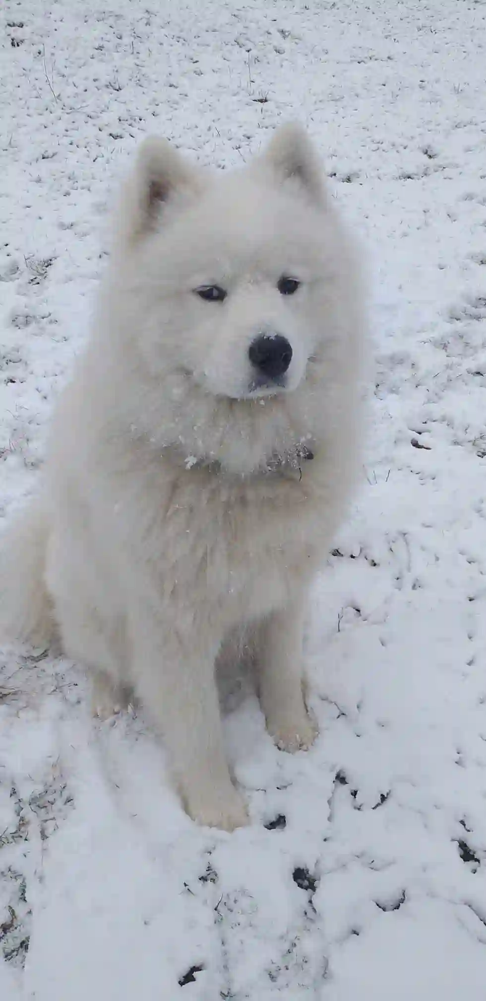 Chien Trouvé 89 Yonne - Léon