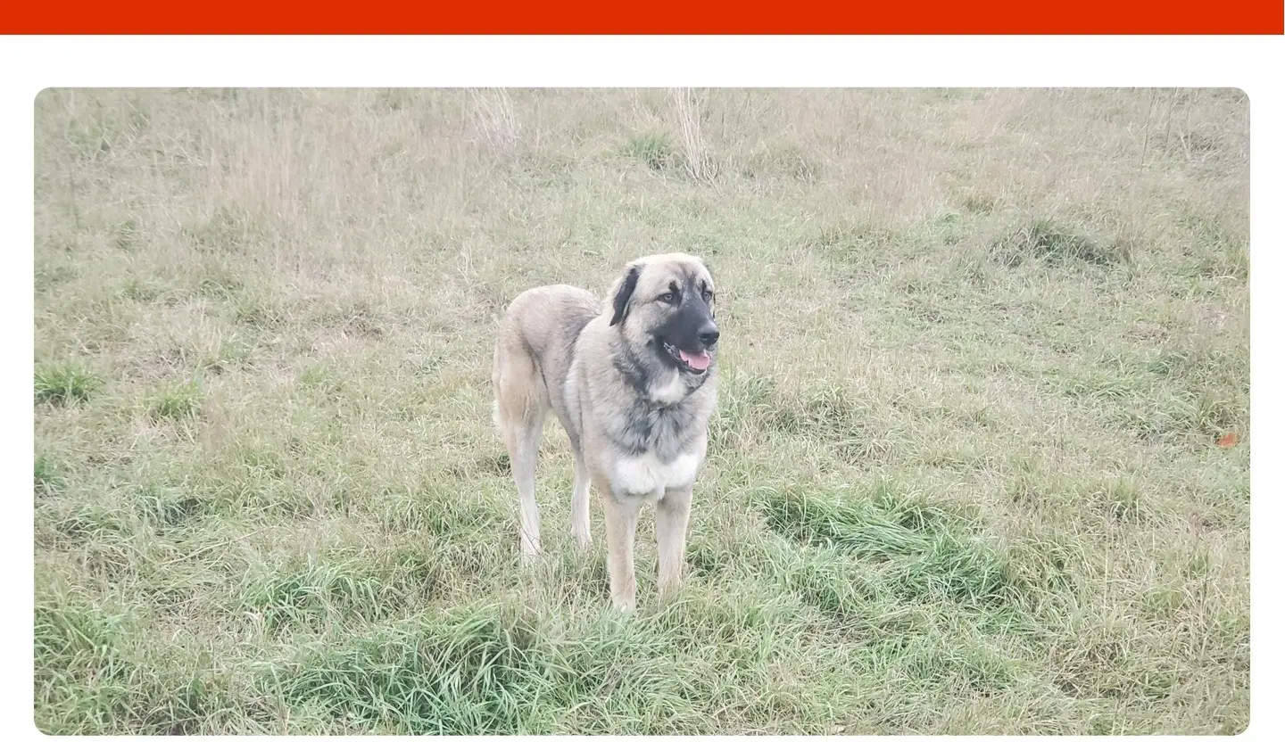 chienne lost 17 Avenue des Belges 13100 Aix-en-Provence 