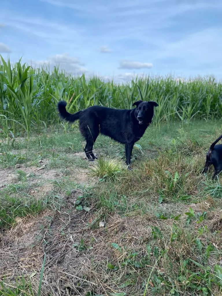 Chienne Perdue 16 Charente - Osis