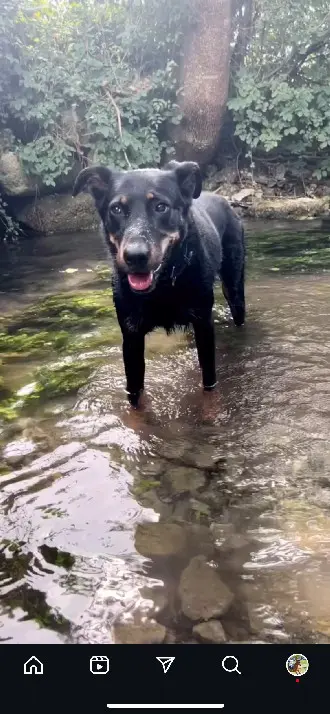 Chienne Perdue 17 Charente-Maritime - Owel