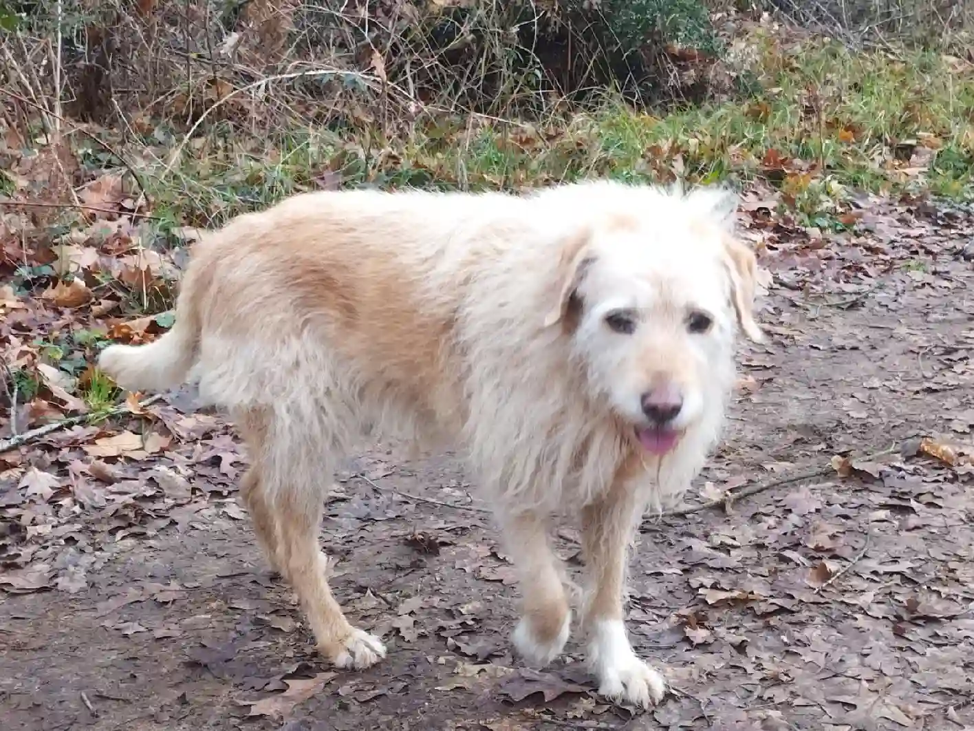 Chienne Perdue 19 Corrèze - Croquette