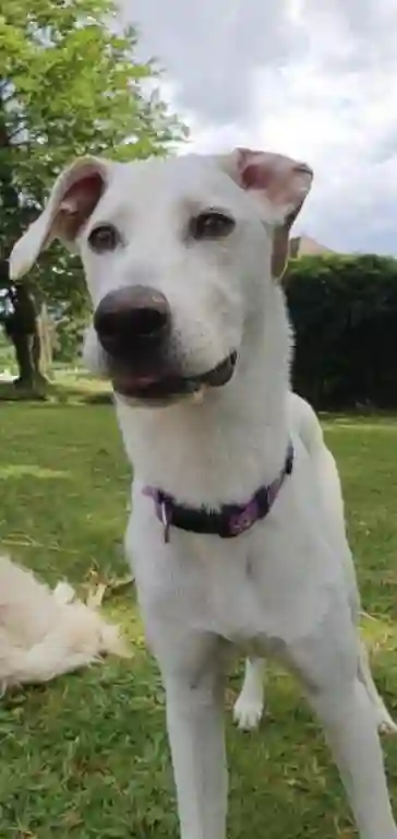 Chienne Perdue 19 Corrèze - Vanille