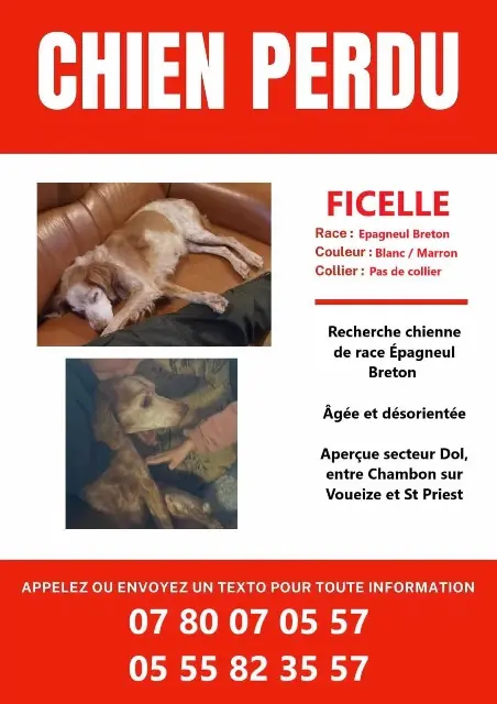 chienne lost   23170 Tardes Ficelle