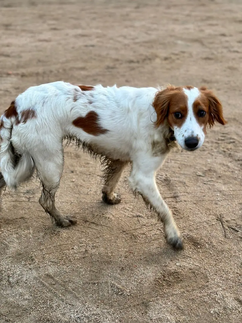 Chienne Perdue 2A Corse-du-Sud Ajaccio - Luna