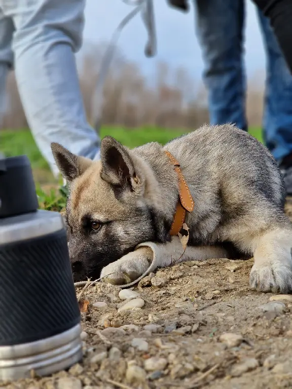 Chienne Perdue 30 Gard - Nala