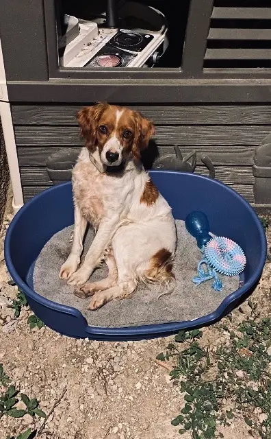 chienne lost   32300 Saint-Médard Poupette