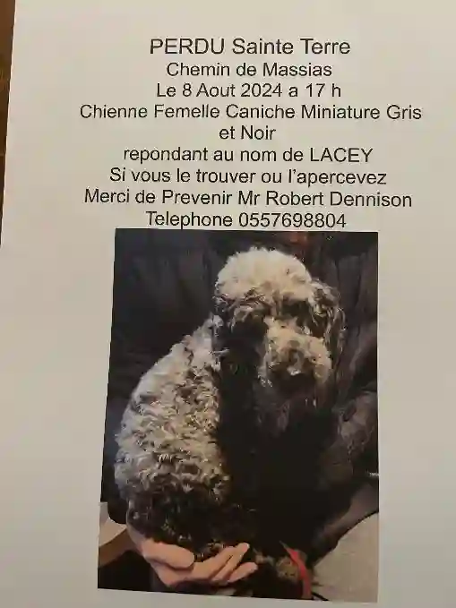 Chienne Perdue 33 Gironde - Lacey