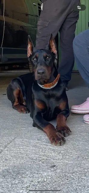 chienne lost   34120 Lézignan-la-Cèbe Umpa