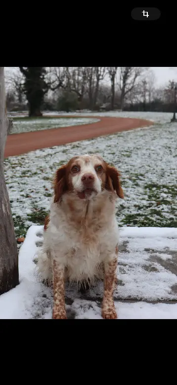 Chienne Perdue 42 Loire - Honie