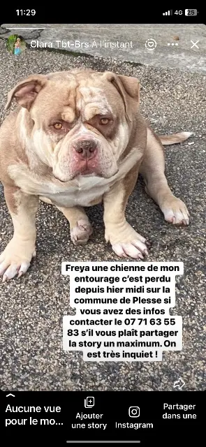 chienne lost   44630 Plessé Freya