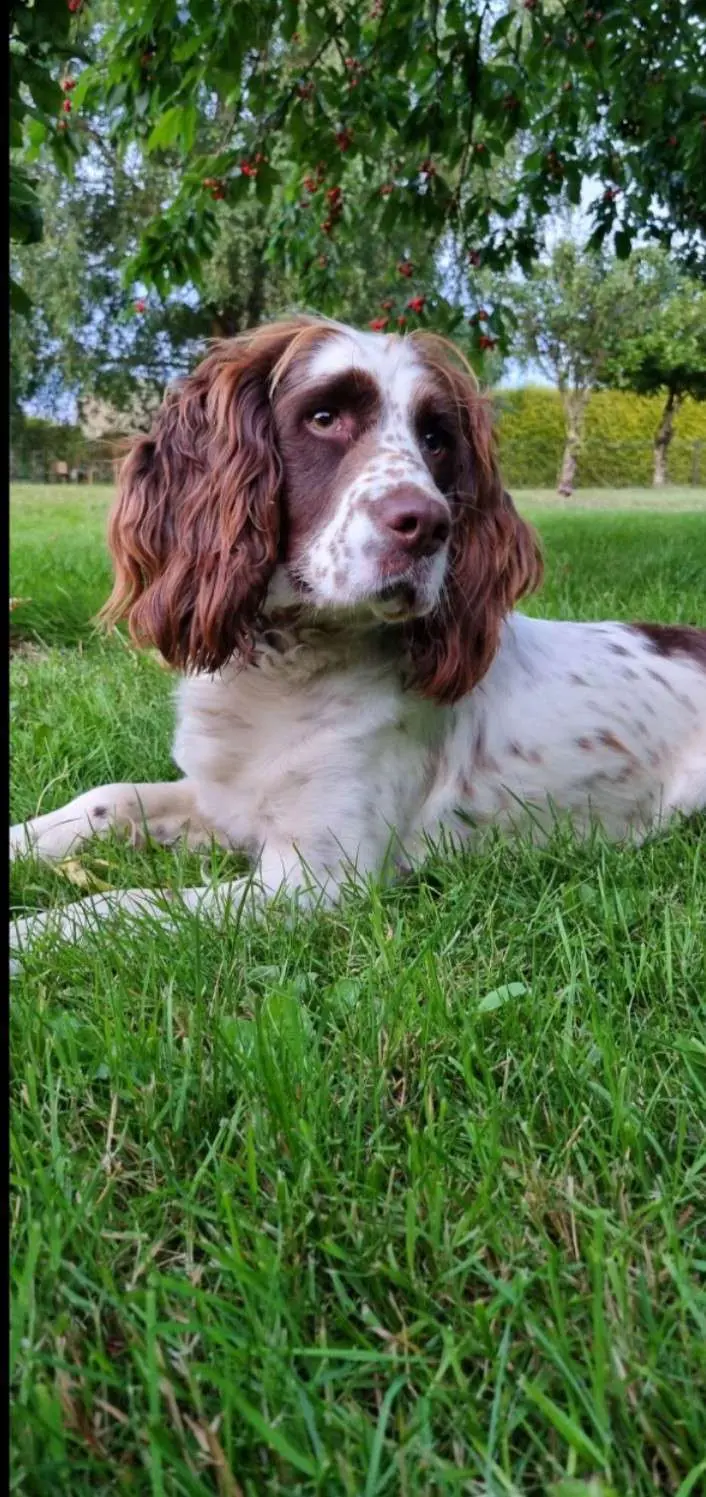 Chienne Perdue 53 Mayenne