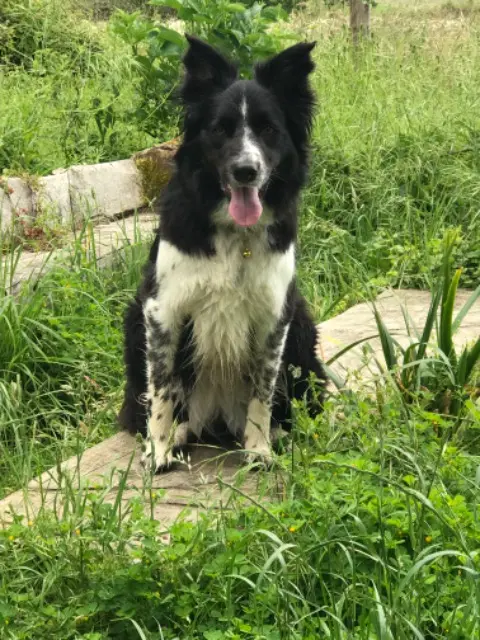 dog lost   56250 La Vraie-Croix Olly