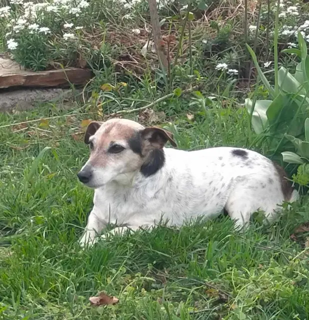 chienne lost   63160 Montmorin Caline