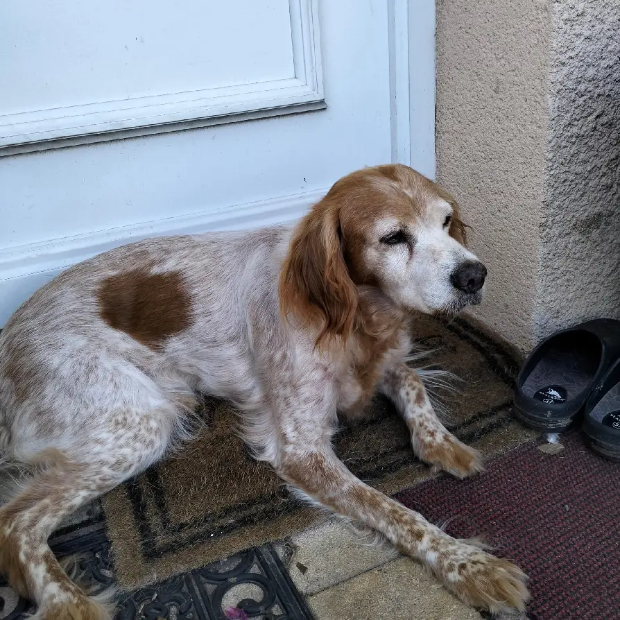 Chienne Perdue 63 Puy-de-Dôme - Fibby