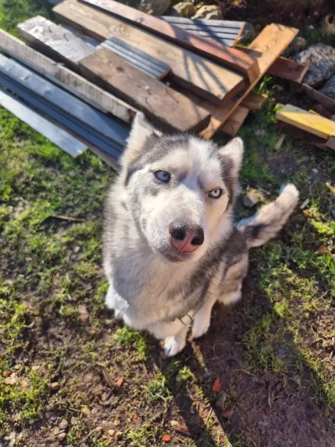 dog lost   72150 Saint-Georges-de-la-Couée Umi