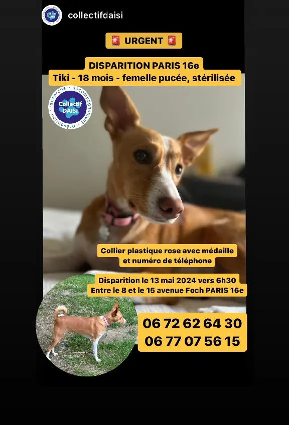 Chienne Perdue 75C Paris - Tiki