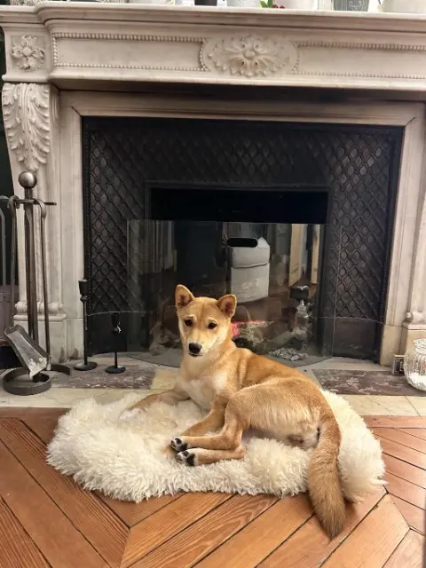 dog lost    Dieppe Foxy