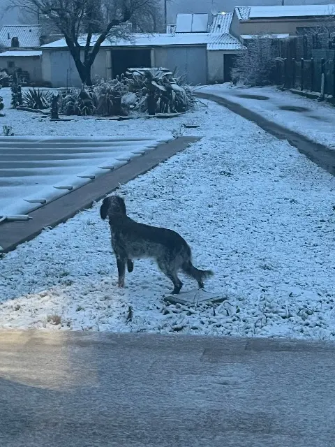 dog lost   81160 Saint-Juéry Uma