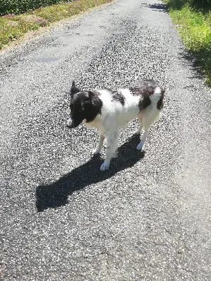 Chienne Perdue 82 Tarn-et-Garonne - Luna