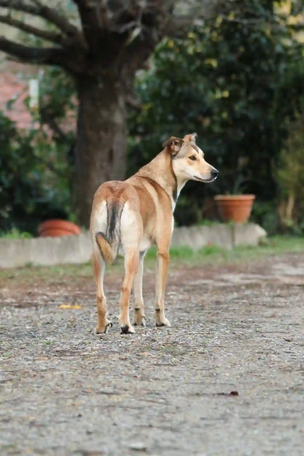 Chienne Perdue 85 Vendée - Tigra