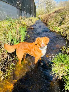 Chienne Perdue 91 Essonne - Coconut