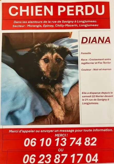 dog lost   91160 Longjumeau DIANA