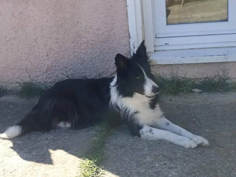 chienne reunited  Avenue Bunau Varilla 11000 Carcassonne Paillette 