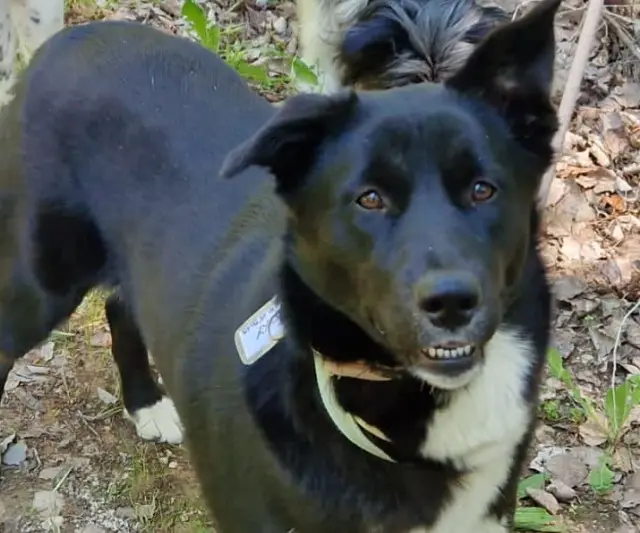 chienne reunited   13320 Bouc-Bel-Air Roxy