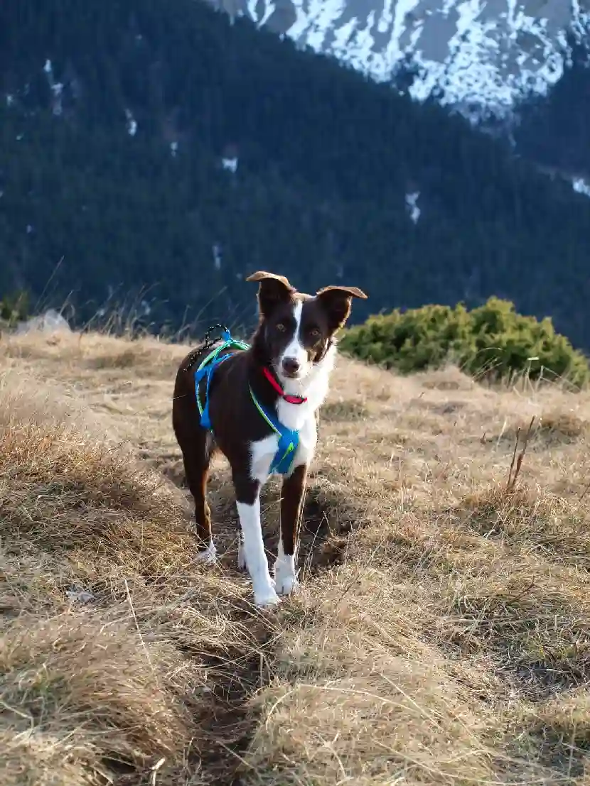 Chienne Trouvée 26 Drôme