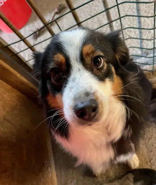 chienne reunited   27230 Le Favril Au lycée