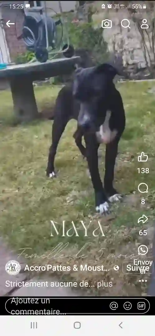 Chienne Perdue 28 Eure-et-Loir - Maya