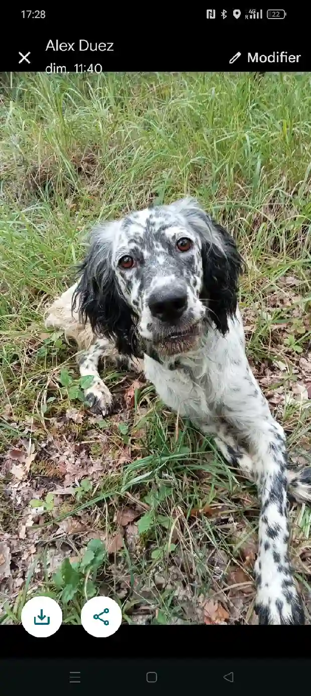 Chienne Trouvée 32 Gers - Bianca