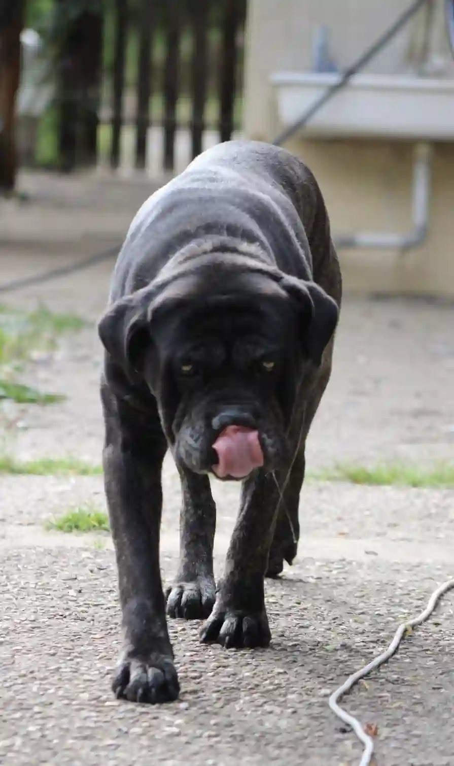 Chienne Trouvée 33 Gironde - Panzi