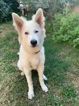 Chienne Trouvée 36 Indre - Leelou