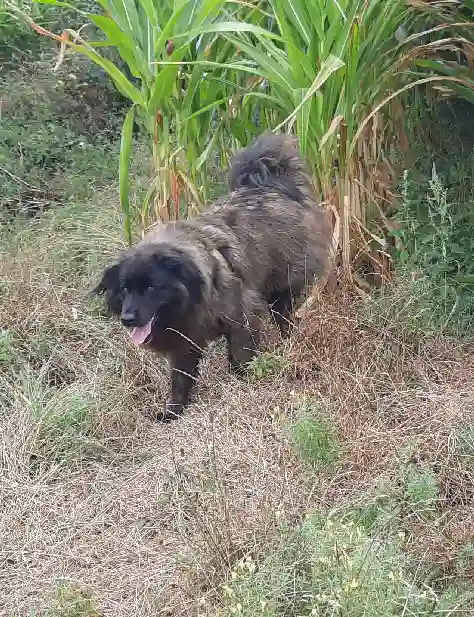 Chienne Trouvée 56 Morbihan - Mella