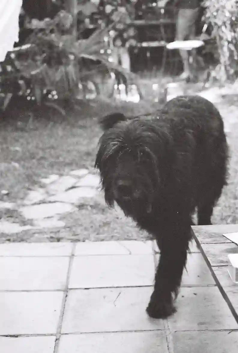 Chienne Trouvée 71 Saône-et-Loire - Gavotte