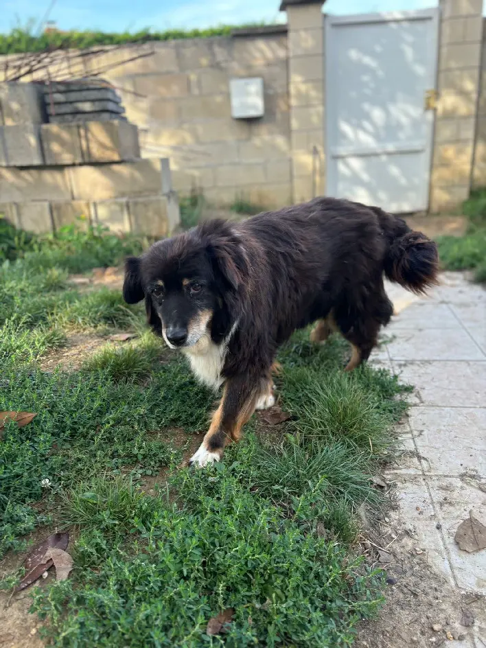 Chienne Perdue 77 Seine-et-Marne