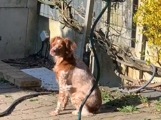 Chienne Trouvée 78 Yvelines - Oli