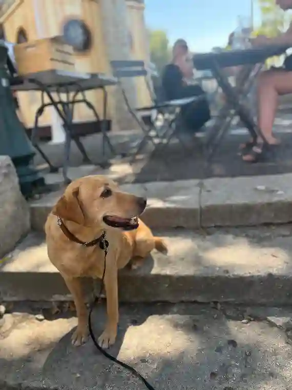 Chienne Trouvée 78 Yvelines - Skyla