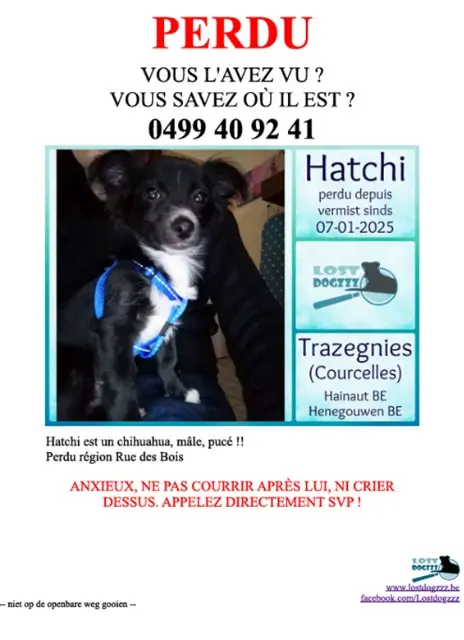 dog lost    Walhain Hatchi